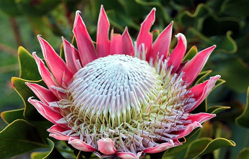 The largest species of protea, the King Protea has yellow and white flowers in the center with larger, pointed pink outer petals