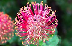 A pink-colored protea bloom grows in the wild