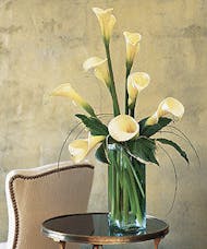Calla Lilies in Bloom